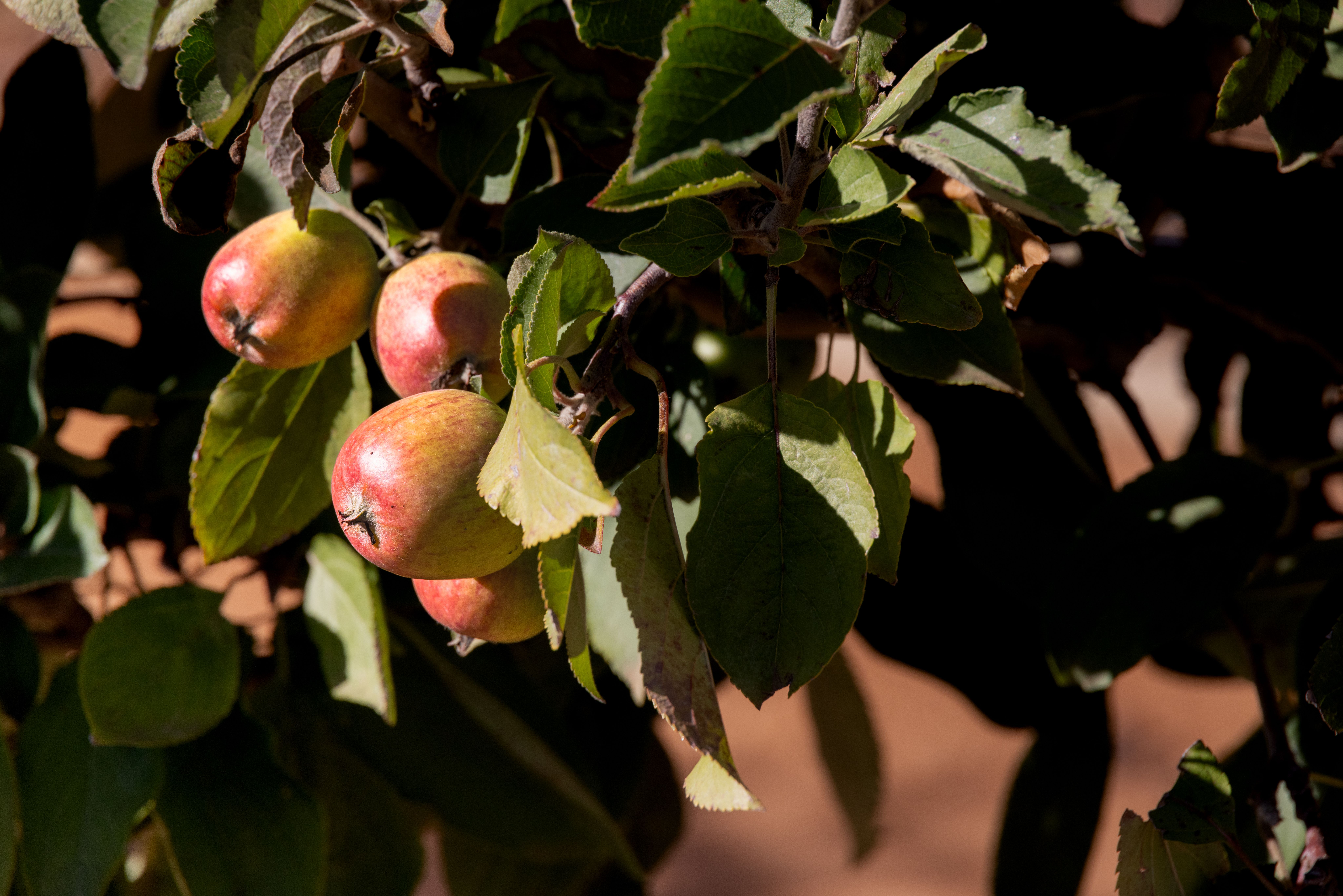 Manzanas en el árbol — un manzano no da peras, La Pausa #9